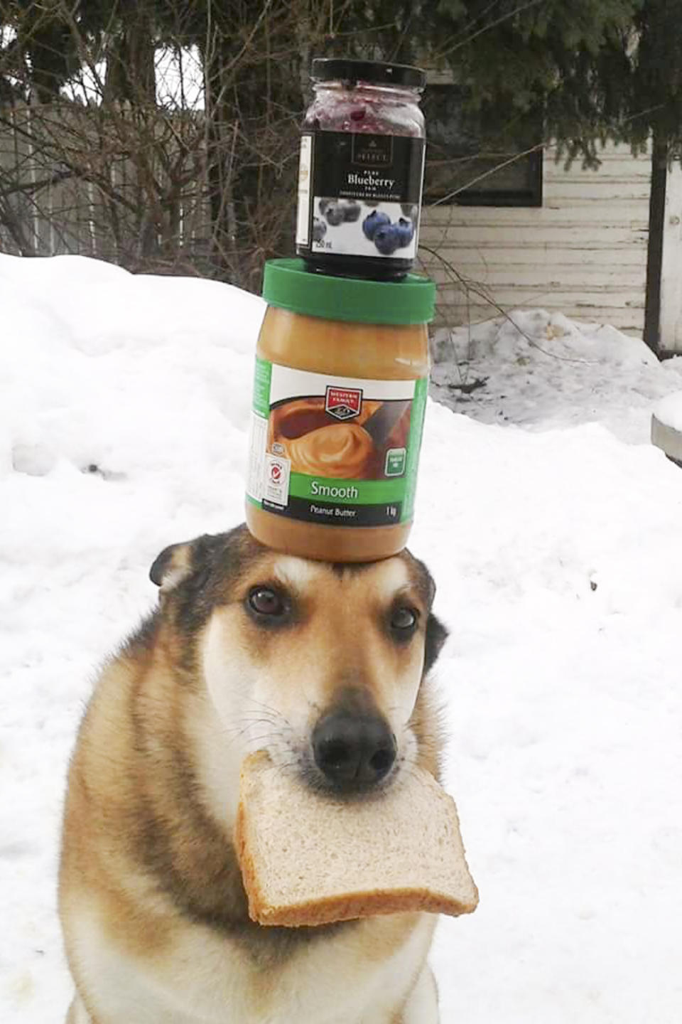 <p>Toby balances jars of peanut butter and jelly on his head with a piece of bread in his mouth. (Photo: Pat Langer/Caters News) </p>