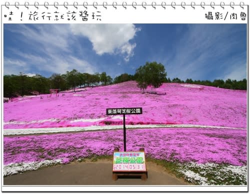 東藻琴芝櫻公園怒放超級滿開 撲天蓋地席捲而來的粉紅浪漫櫻花雪 一生一定要來朝聖一次的日本秘境