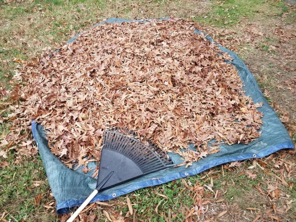 Raking fallen leaves onto a large blue tarp.