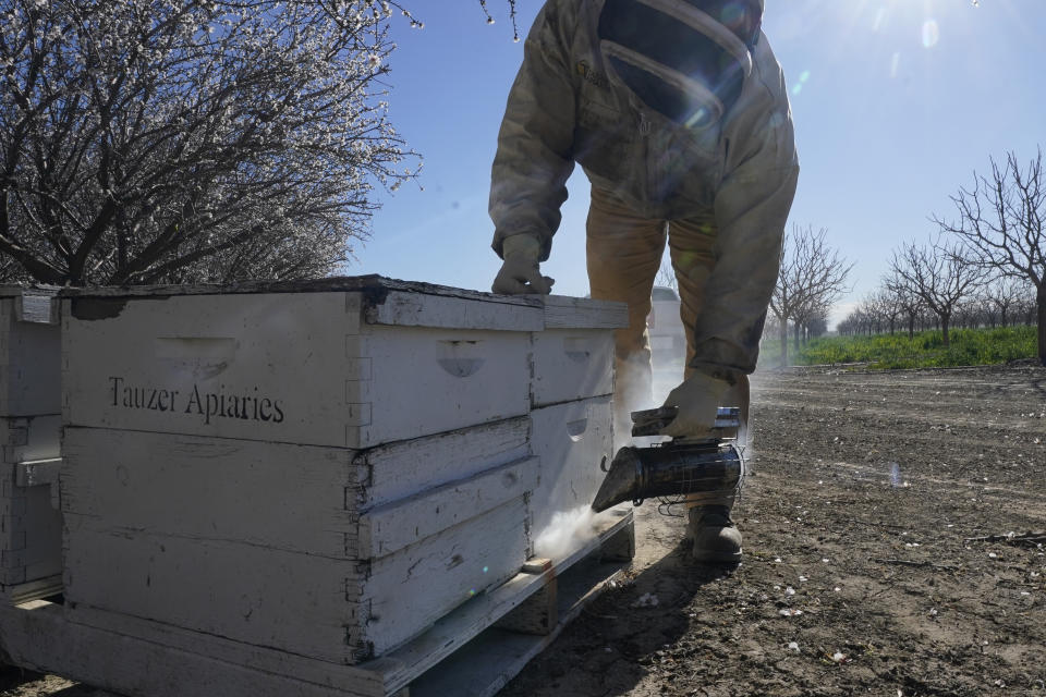 Jesus Llamas, field operations manager for beehive supplier Tauzer Apiaries, uses smoke to calm the bees before inspecting one of the companies hives in an almond orchard in Woodland, Calif., Tuesday, Feb. 15, 2022. About a thousand beehive boxes worth hundreds of thousands of dollars have been reported stolen across California the past few weeks. The thefts have become so frequent that beekeepers are putting tracking devices, surveillance cameras and other anti-theft technology to protect their hives. (AP Photo/Rich Pedroncelli)