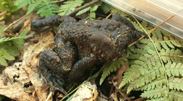 Jill Fleming has left scientists baffled with footage of a headless toad. Photo: Twitter