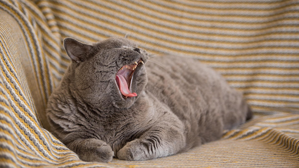 A British shorthair set a purring record