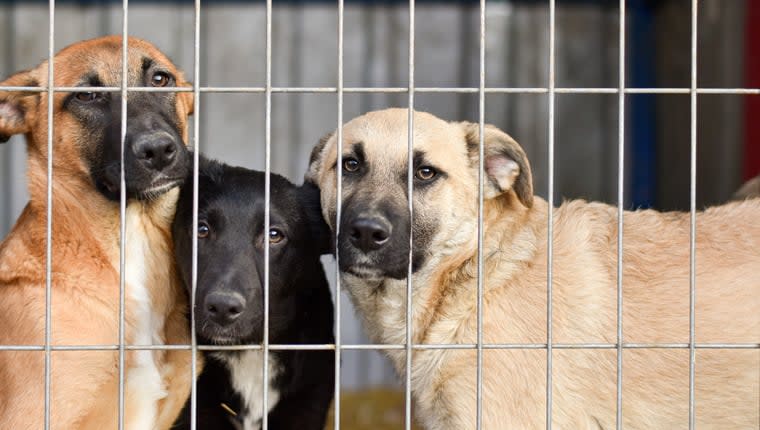 Salt Lake Animal Shelter at Capacity