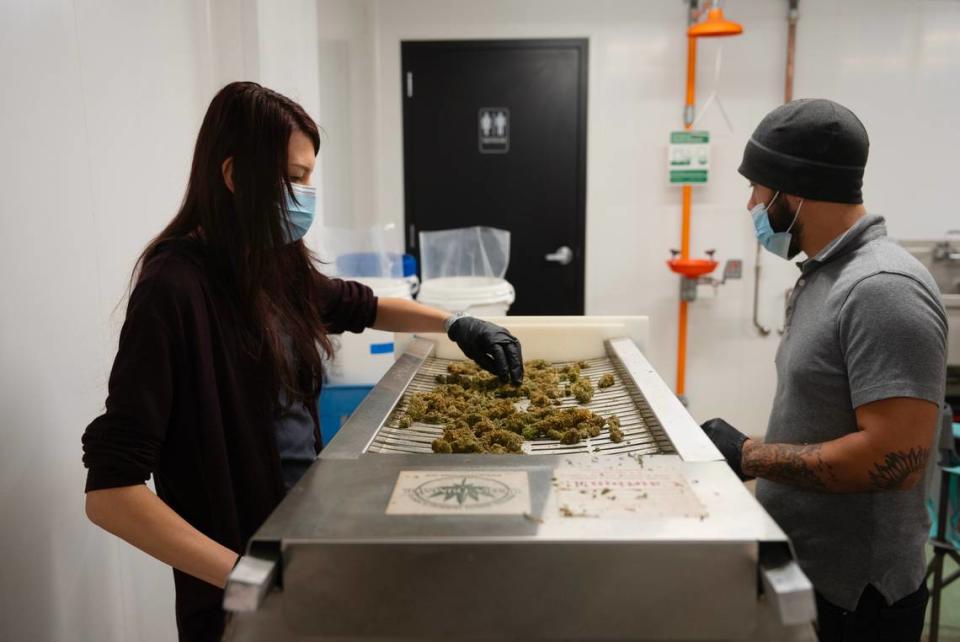 Kansas Natural Remedies employees trim buds at the company’s production facility in a former aircraft manufacturing building near downtown. Jaime Green/The Wichita Eagle