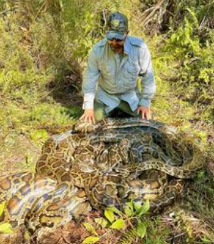 Conservancy wildlife biologist Ian Bartoszek with a large mating ball of pythons captured in southwest Florida in March 2024.