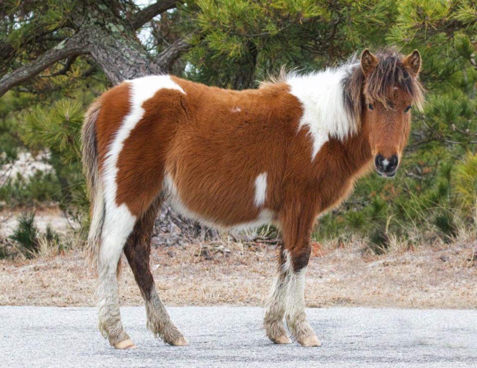 Meet "Braveheart," the wild Assateague colt and son of beloved pony "Morning Glory."