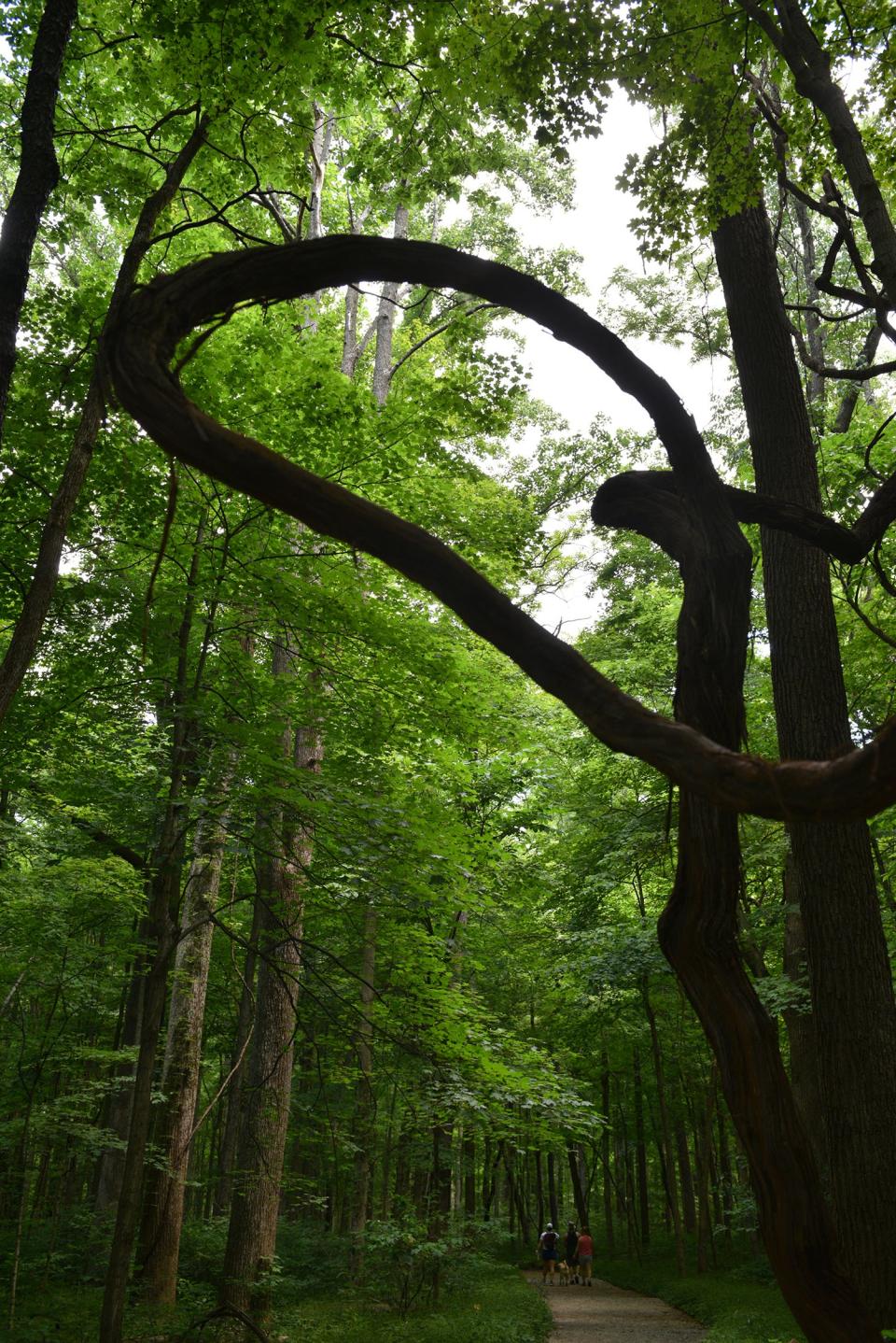 McCormick's Creek State Park is Indiana's oldest state park and features beautiful waterfalls.