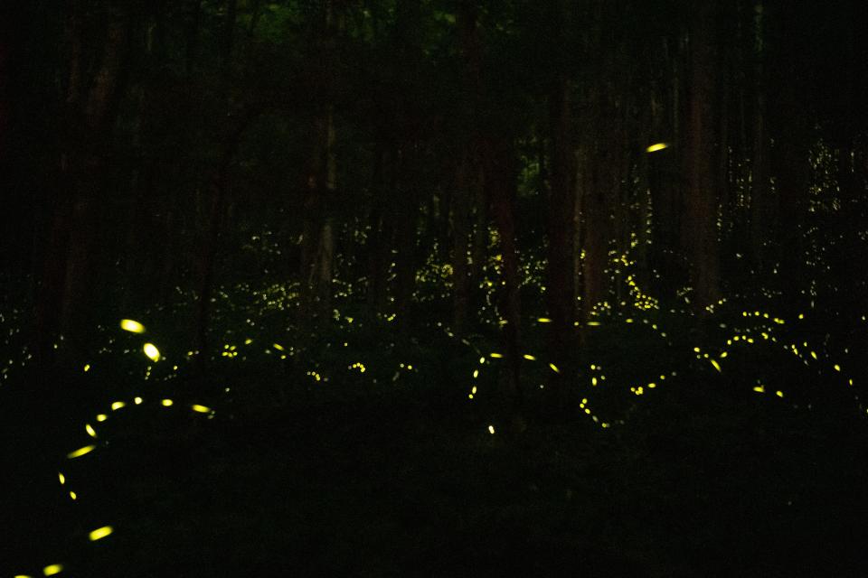 Scenes from the synchronous firefly event in Gatlinburg, Tennessee, June 6, 2022.