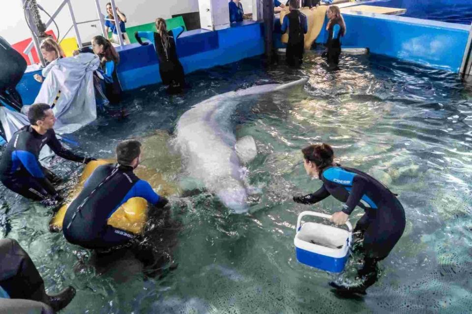 烏克蘭哈爾科夫NEMO水族館的一頭白鯨抵達西班牙瓦倫西亞的水族館。翻攝oceanografic.org