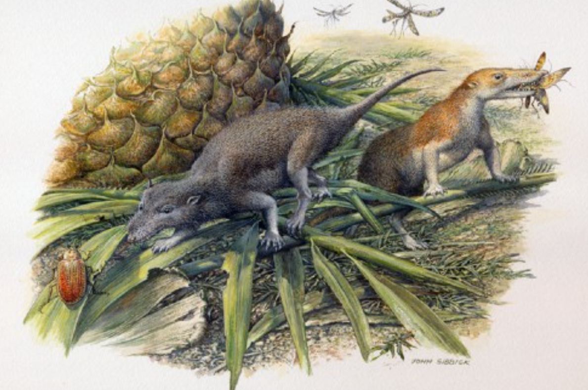 The creatures lived in the time of the early dinosaurs (University of Bristol) 