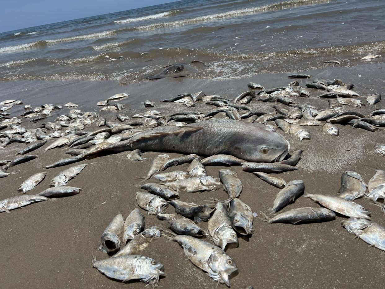 A view from the Quintana Beach in Texas after thousands of fish washed up dead on the shore. (Quintana Beach County Park/Handout/Anadolu Agency via Getty Images)