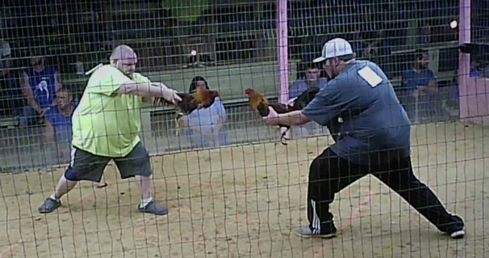 Participants in a cockfight in Clay County, Kentucky, prepare to release their roosters. A group called Showing Animals Respect and Kindness (SHARK) shot the photo without participants’ knowledge.