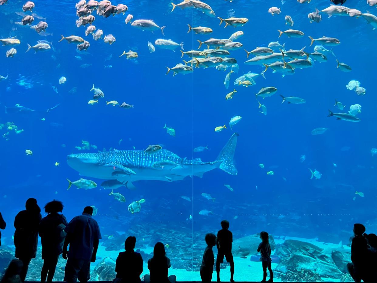 Georgia Aquarium visitors stare into Ocean Voyageur, one of the largest single aquatic exhibits in the world. Rescued whale sharks are among the marine species swimming in Its more than 6.3 million gallons of water.