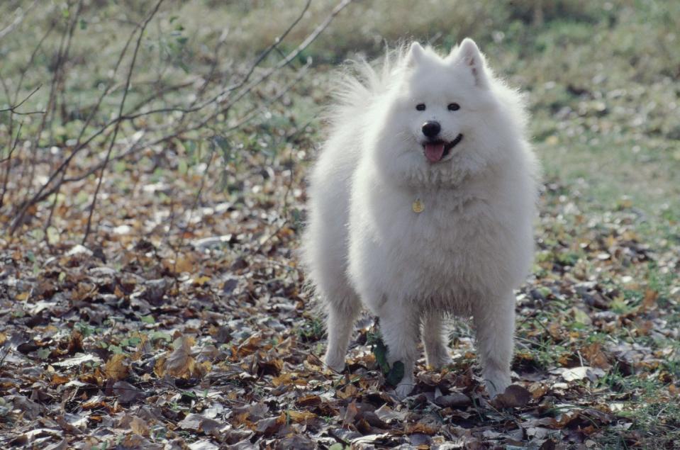 Samoyed