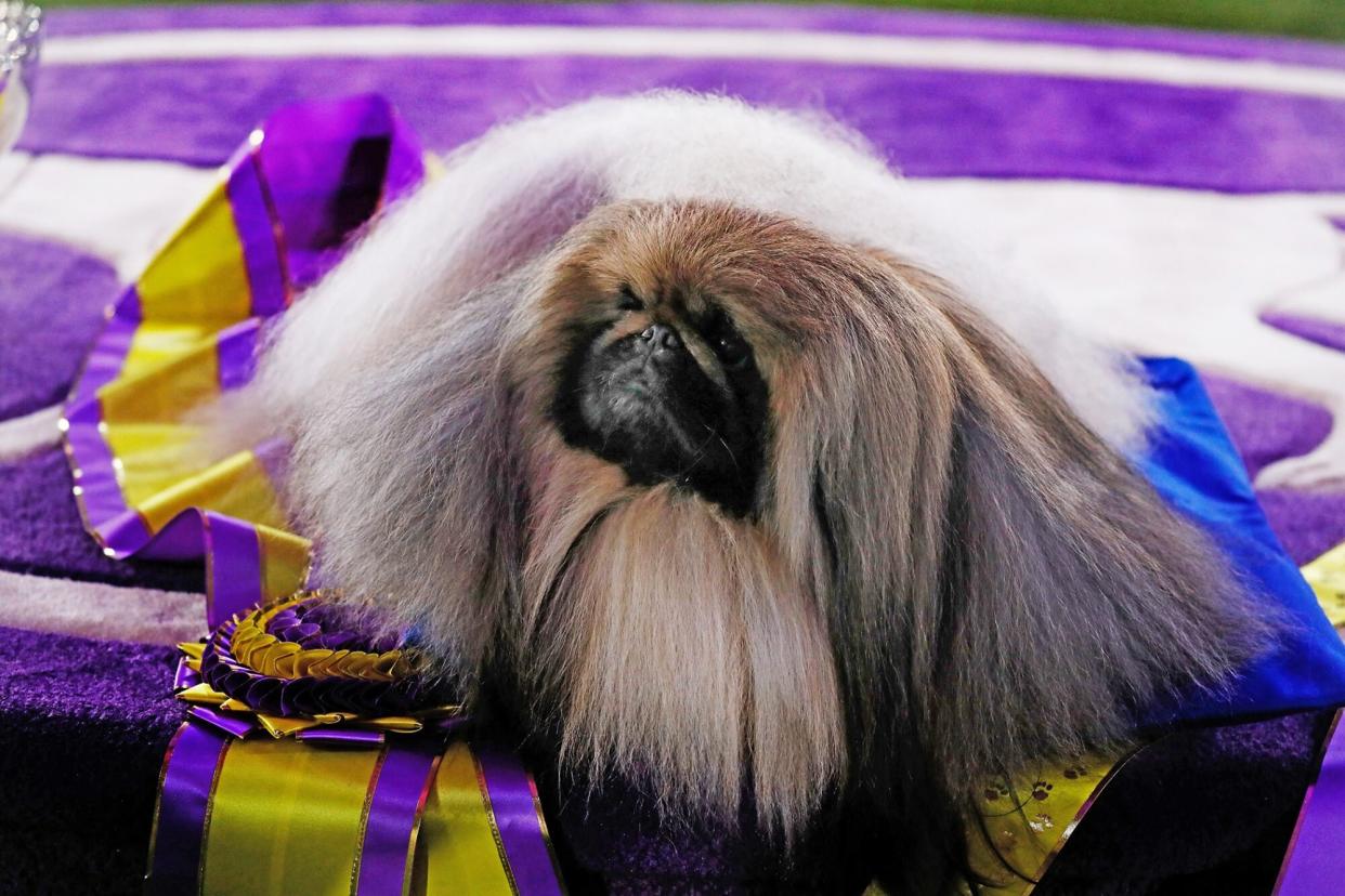 2021 Westminster Kennel Club Dog Show winner of Best in Show, 'Wasabi', a Pekingese breed