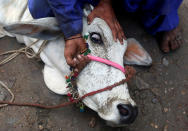 <p>A man controls a bull before a sacrifice slaughter during Eid al-Adha celebrations in Karachi, Pakistan, Sept. 2, 2017. (Photo: Akhtar Soomro/Reuters) </p>