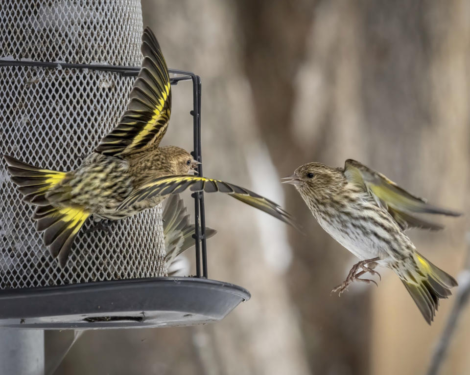 In this photo supplied by Macaulay Library/Cornell Lab of Ornithology, pine siskins enjoy a backyard thistle feeder. Chad Witco of Audubon's Migratory Bird Initiative recommends them to attract the lively birds. (Julie Blondeau/Macaulay Library/Cornell Lab of Ornithology via AP)