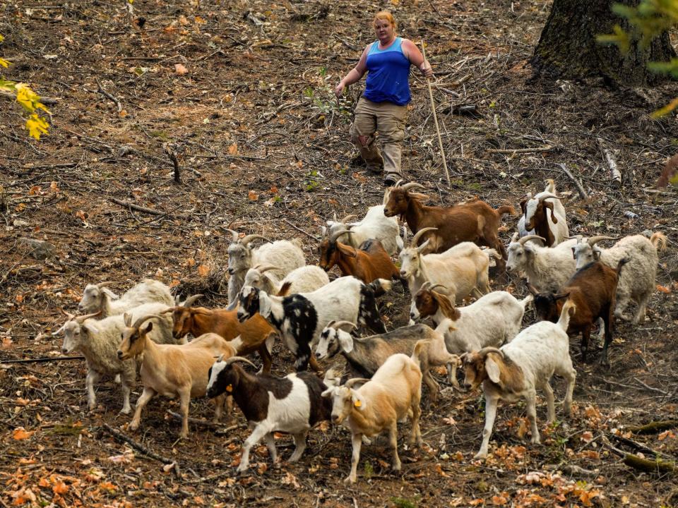 A goat herder corrals a herd of goats being evacuated during a fire in Napa County in 2020.