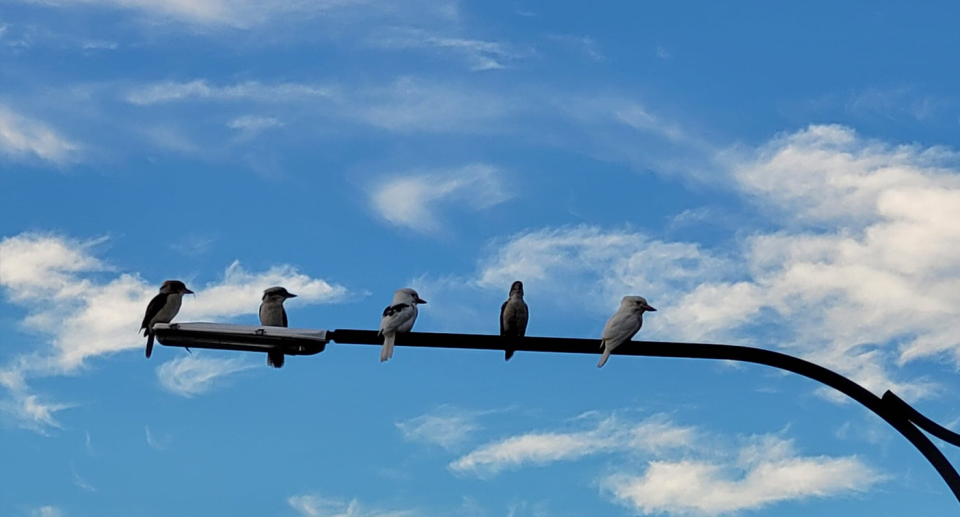 Rare white kookaburras have been photographed south of Sydney. Source: Caroline Marasovic