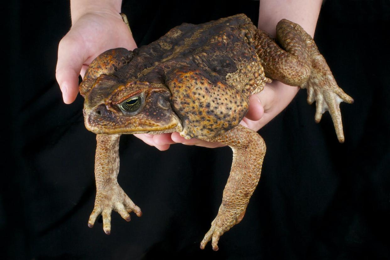 Cane toads: very large, very invasive and very poisonous. <a href="https://www.gettyimages.com/detail/photo/cane-toad-rhinella-marina-royalty-free-image/505306855?phrase=%22cane+toad%22&adppopup=true" rel="nofollow noopener" target="_blank" data-ylk="slk:reptiles4all/iStock via Getty Images Plus;elm:context_link;itc:0;sec:content-canvas" class="link ">reptiles4all/iStock via Getty Images Plus</a>