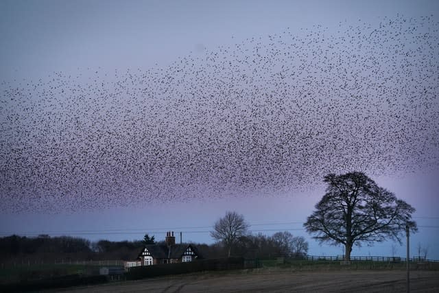 Starling Murmuration