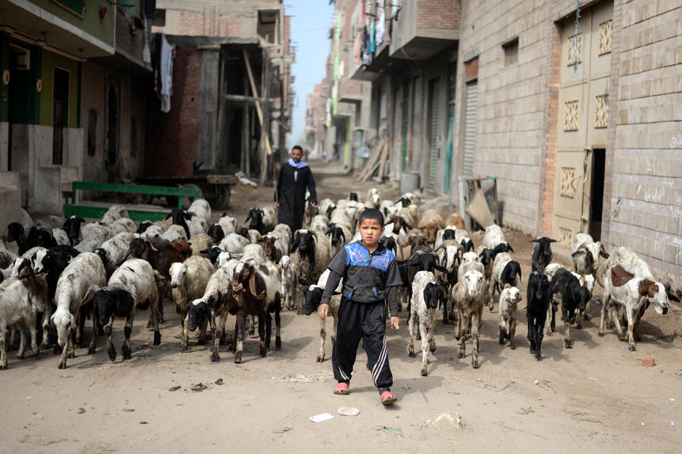 Goat herder in Cairo