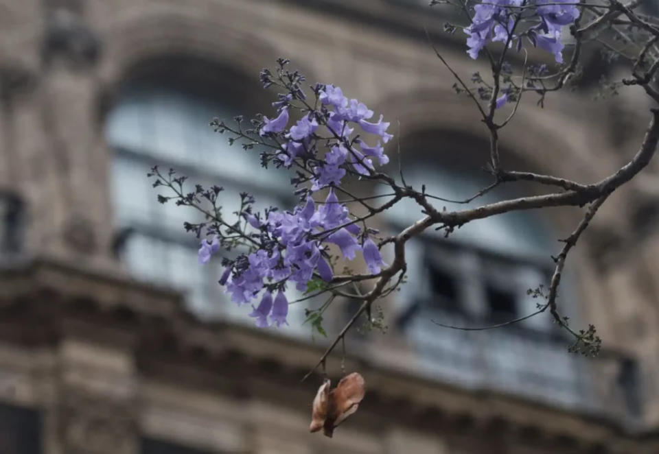 jacarandas CDMX primavera