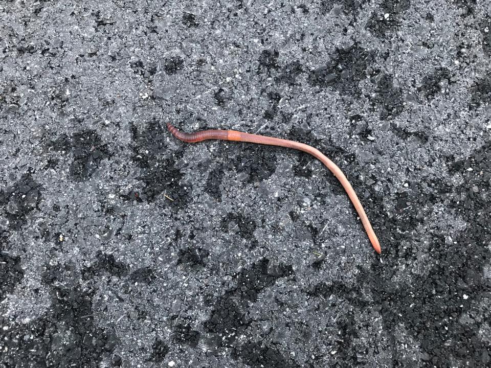 Worms frequently appear on sidewalks after it rains.