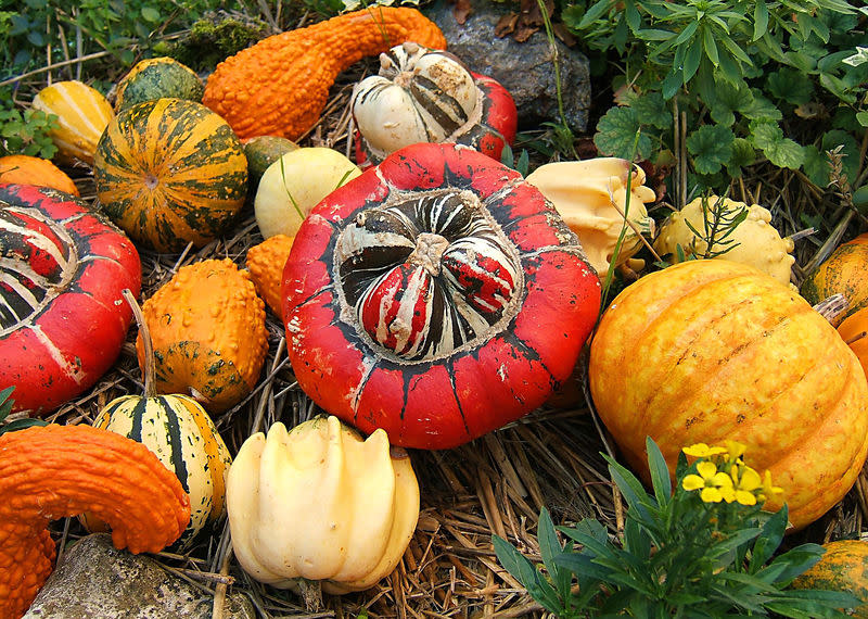 Turban Squash