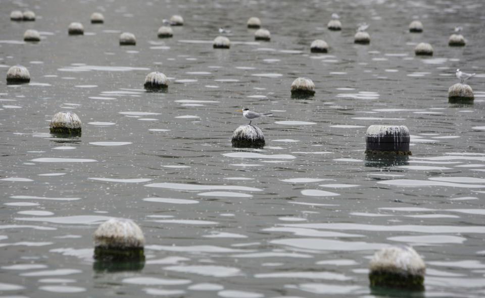 In this Wednesday, April 4, 2012 photo, a bird sits on a floating shells net for pearl oysters in Ras al-Khaimah, United Arab Emirates. Long before the discovery of oil transformed the Gulf, the region's pearl divers were a mainstay of the economy. Their way of life, however, also was changed forever after Japanese researchers learned how to grow cultured pearls in 1930s. Now a collaboration between pearl traders in Japan and the United Arab Emirates had brought oyster farming to the UAE for the first time. (AP Photo/Kamran Jebreili)