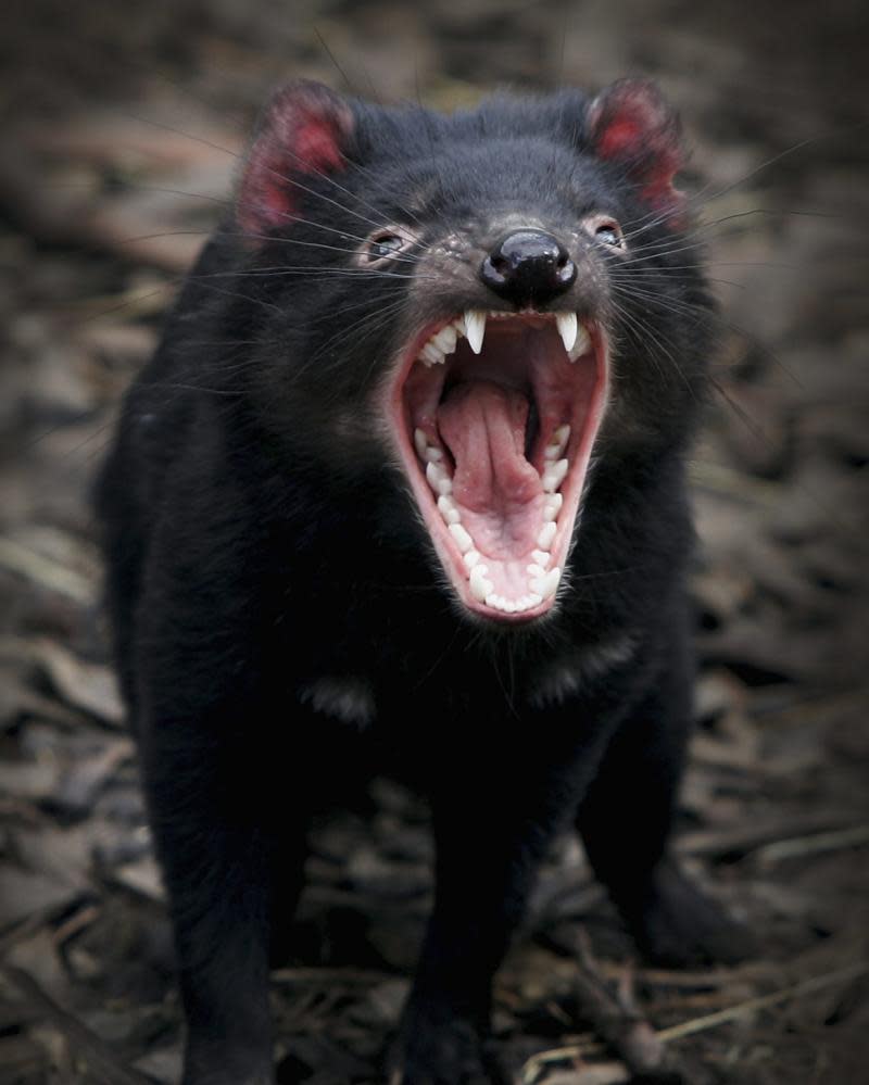 Tasmanian devil