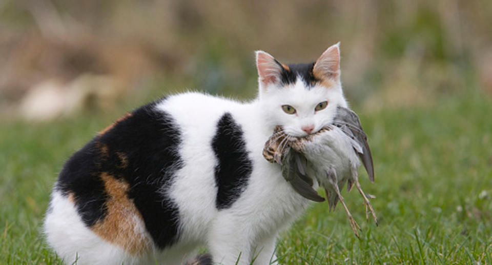 Newzealand town Omaui blames cats for preying on local wildlife and is considering a cat ban