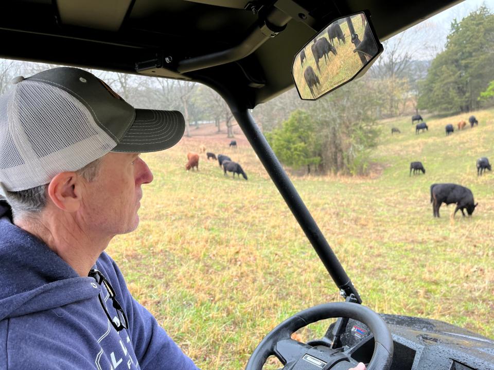 David Minton looks out at cows on the Tillman family farm, which he operates in Mt. Juliet.