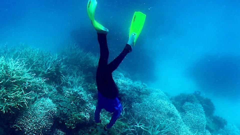 A bleached coral reef.