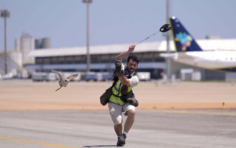 Aurora the Saker falcon is released at an airport in Brazil to scare off a bird invasion