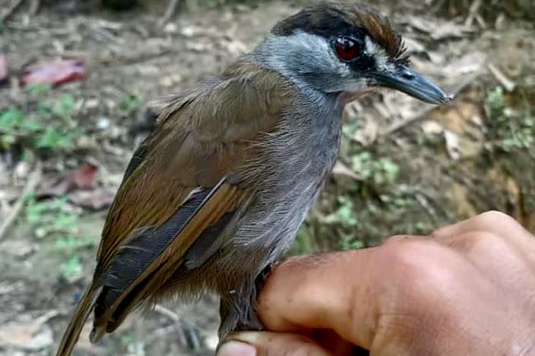 Tordina cejinegra capturada en Borneo de la que no se tenía registro hace más de 170 años.