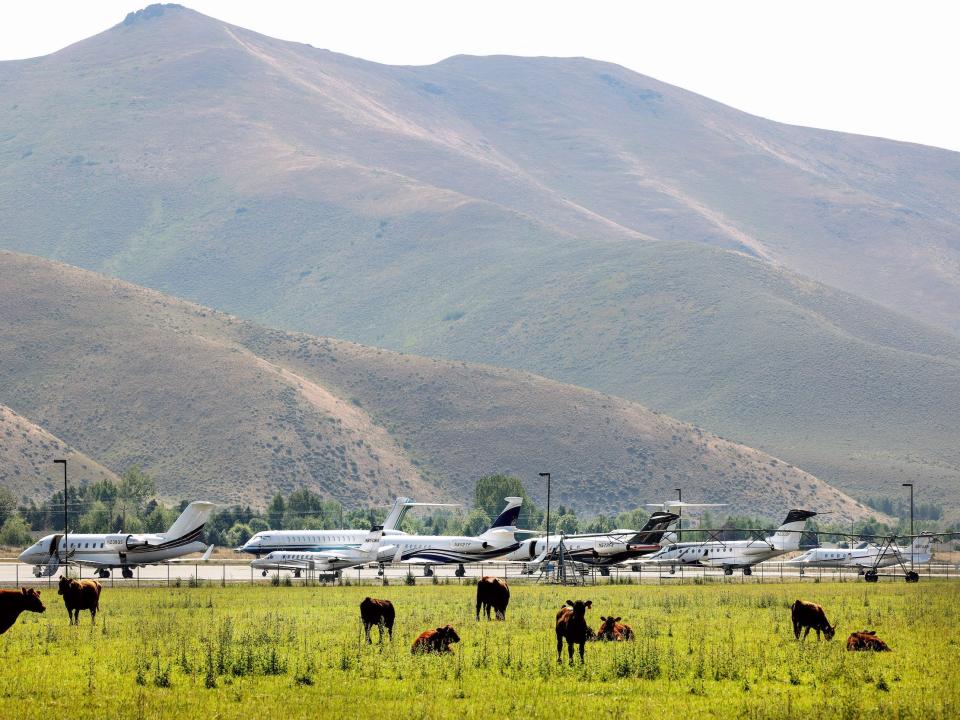 Private jets in Sun Valley alongside cows grazing