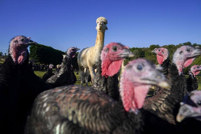 Alpacas guard turkeys on farm