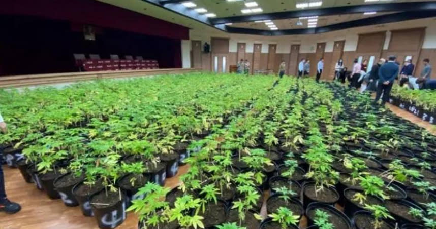 檢調去年在新竹破獲市值逾5億元的大麻，查獲大麻植株1611株，苦等法院裁准銷毀。（圖／調查局提供）