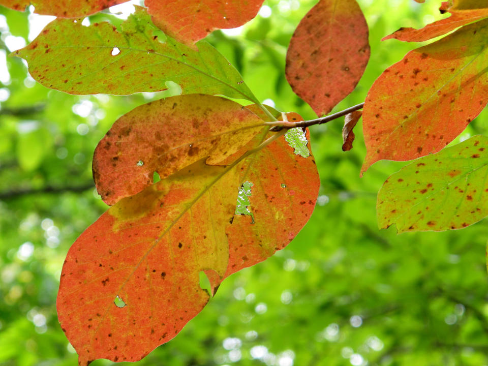 A tree displays red leaves on Sunday, Sept. 30, 2012, in Nashville, Tenn. As days get shorter and nights become chillier, the annual fall foliage show is getting under way in the Southern Appalachians. (AP Photo/Teresa Wasson)