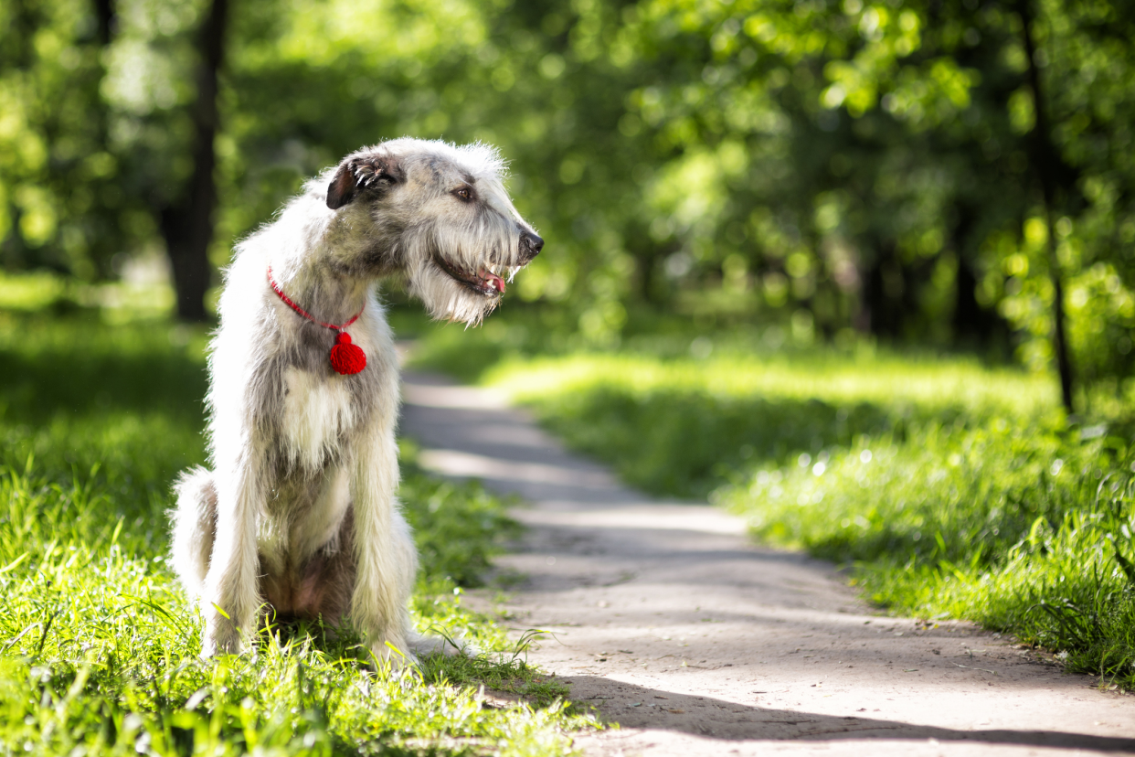 Irish Wolfhound