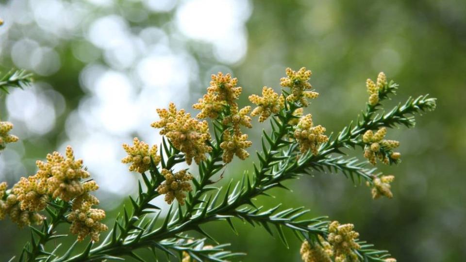 Flores masculinas de cedro japonés