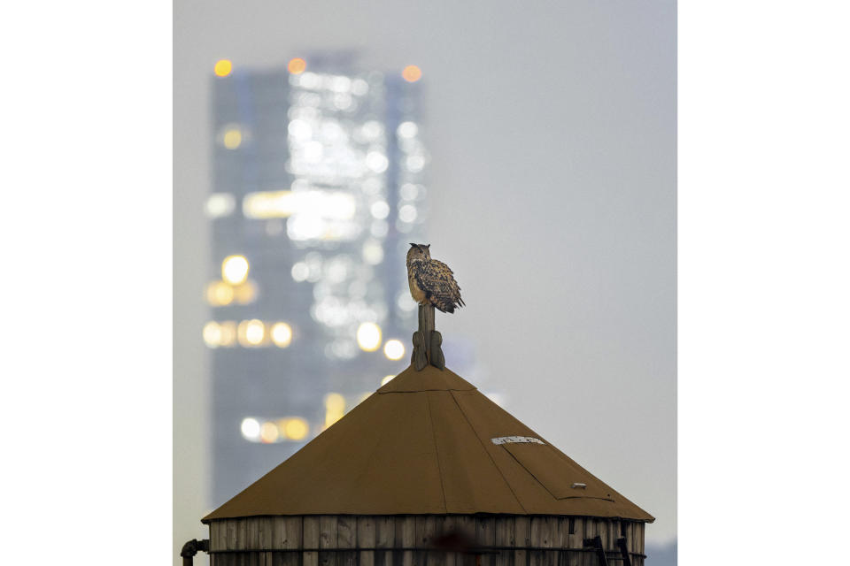 This photo provided by David Lei shows Flaco the owl, Dec. 25. 2023, in New York. While some have suggested Flaco was targeted for either financial or spiritual purposes, such speculation would seem undermined by the fact that he emerged from his damaged cage and into the bustling cityscape unscathed. (Courtesy David Lei via AP)