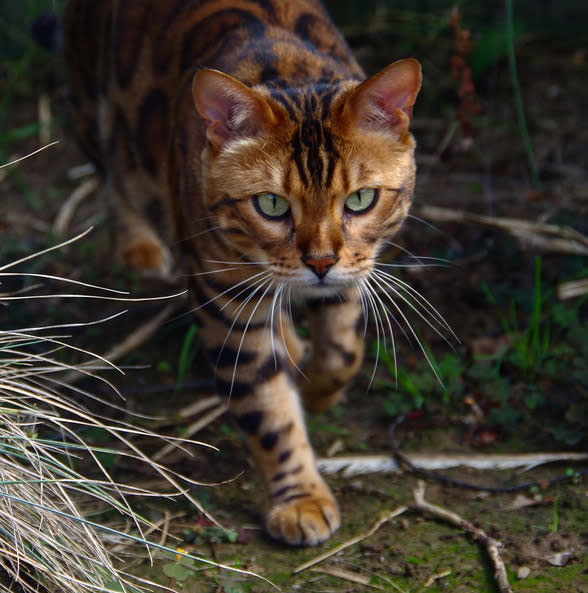 Thor – majestätischer kann eine Katze kaum aussehen