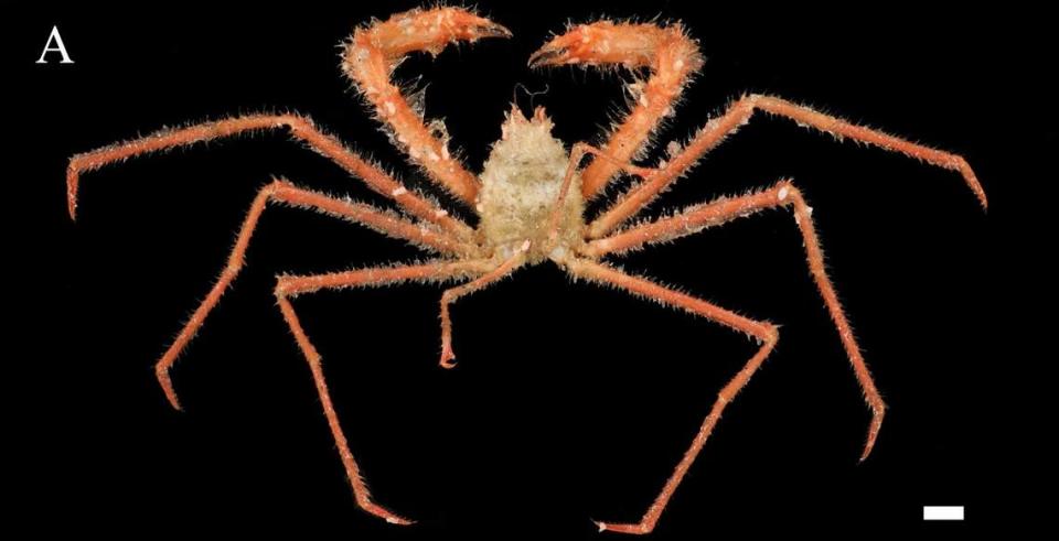 A Gordonopsis mazupo, or Mazu-bearing crab.  Photo by Yadong Zhou via Ng and Liu (2024)
