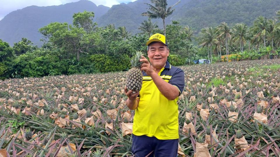  來自台東吹海風的鳳梨「八嗡嗡鳳梨」