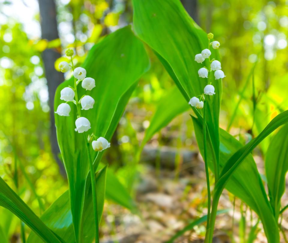 lily of the valley flowers