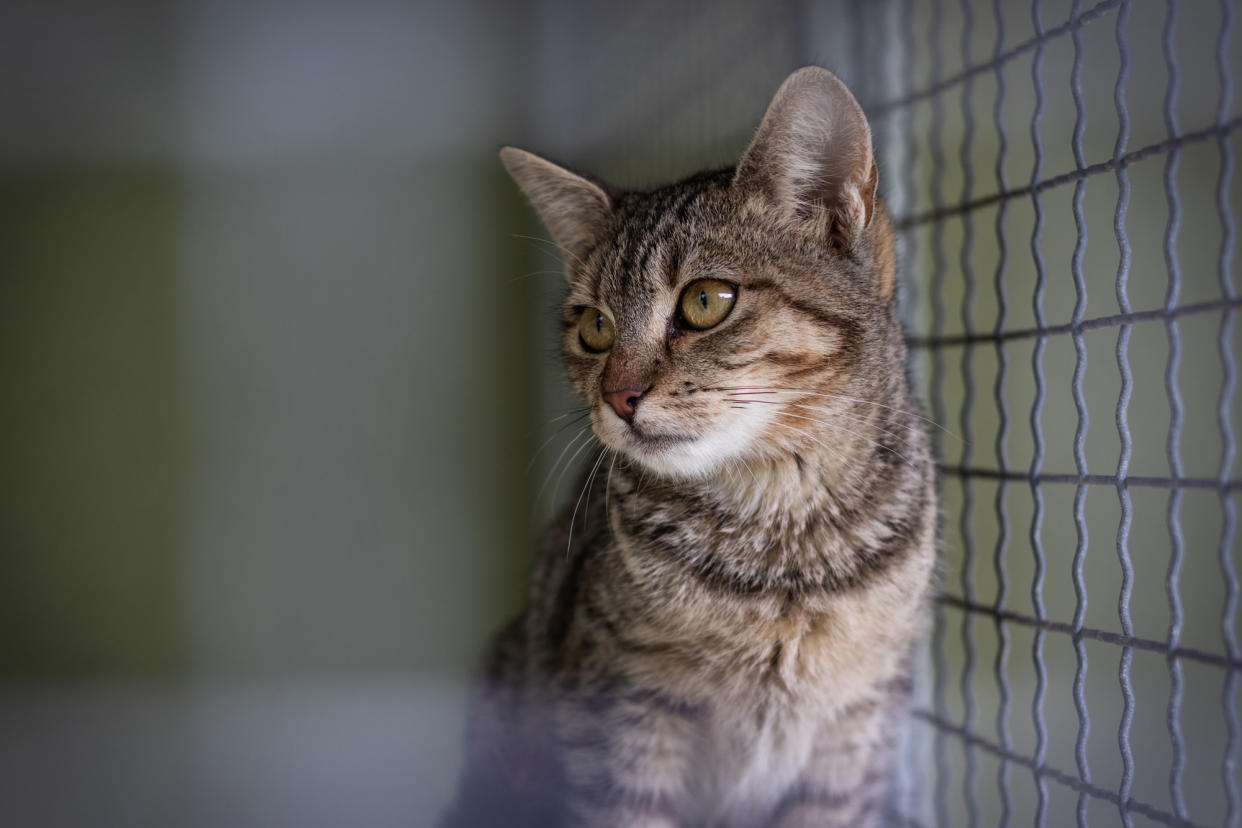 Das US-Landwirtschaftsministerium testet seit Jahrzehnten Produkte an Katzen. (Symbolbild: Getty Images)