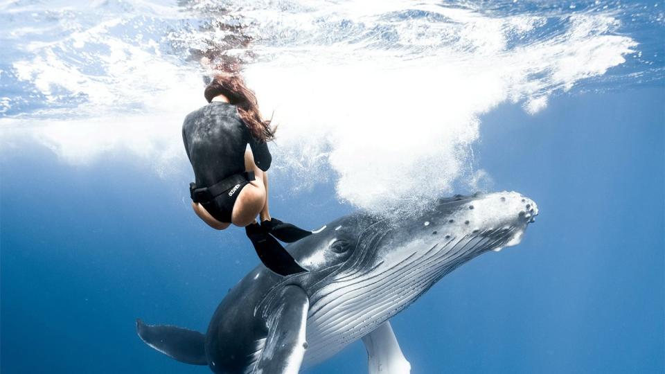 Divers and Whale