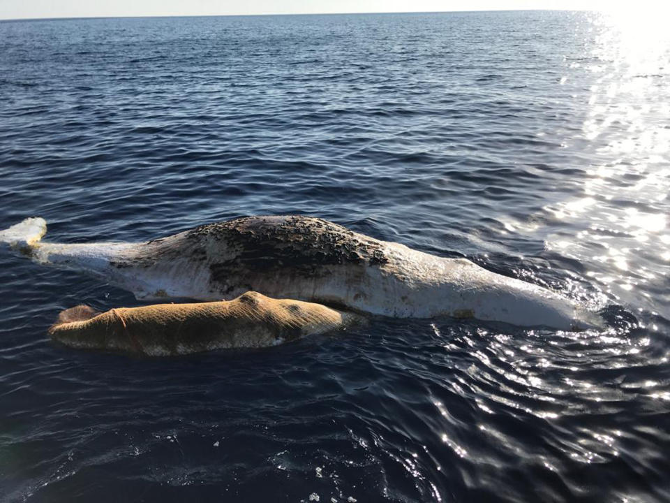 A sperm whale and its baby, tangled in a fishing net, lie dead in the Tyrrhenian sea off Italy, Thursday, June 20, 2019. An Italian environmental group is reporting the sighting of a dead mother sperm whale and its baby that became tangled in a fishing net in the Tyrrhenian sea off Italy. Marevivo said Thursday that the Italian Coast Guard had responded, and surmised that the mother died trying to free its baby, which was trapped in a fishing net. Part of the net was found in the adult's mouth while the baby was completely covered by it. (Italian Coast Guard/Marevivo via AP)